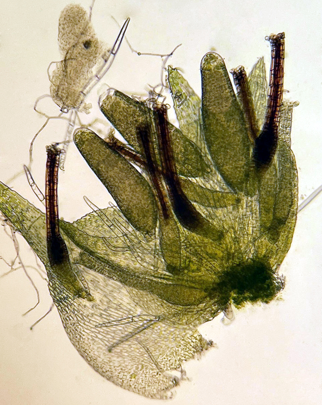 Homalia trichomanoides